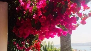 A garden with bougainvillea flowers, a palm tree, and a view of the sea.