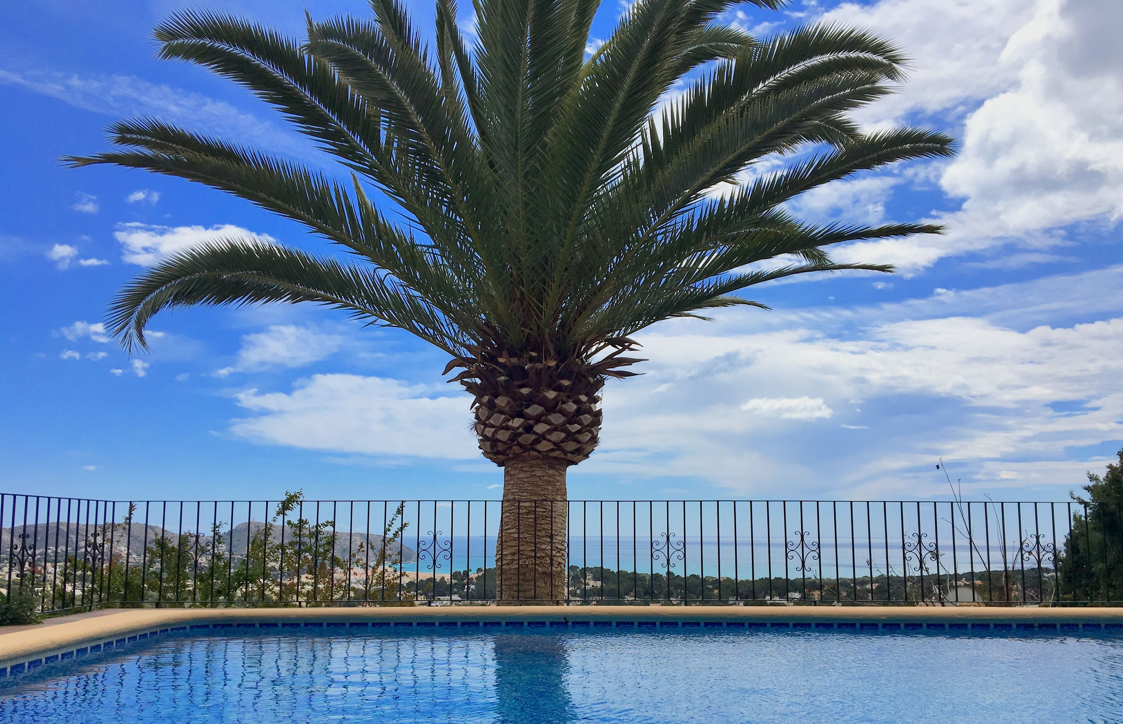 A palm tree in front of a swimming pool with a clear sky and distant mountains.