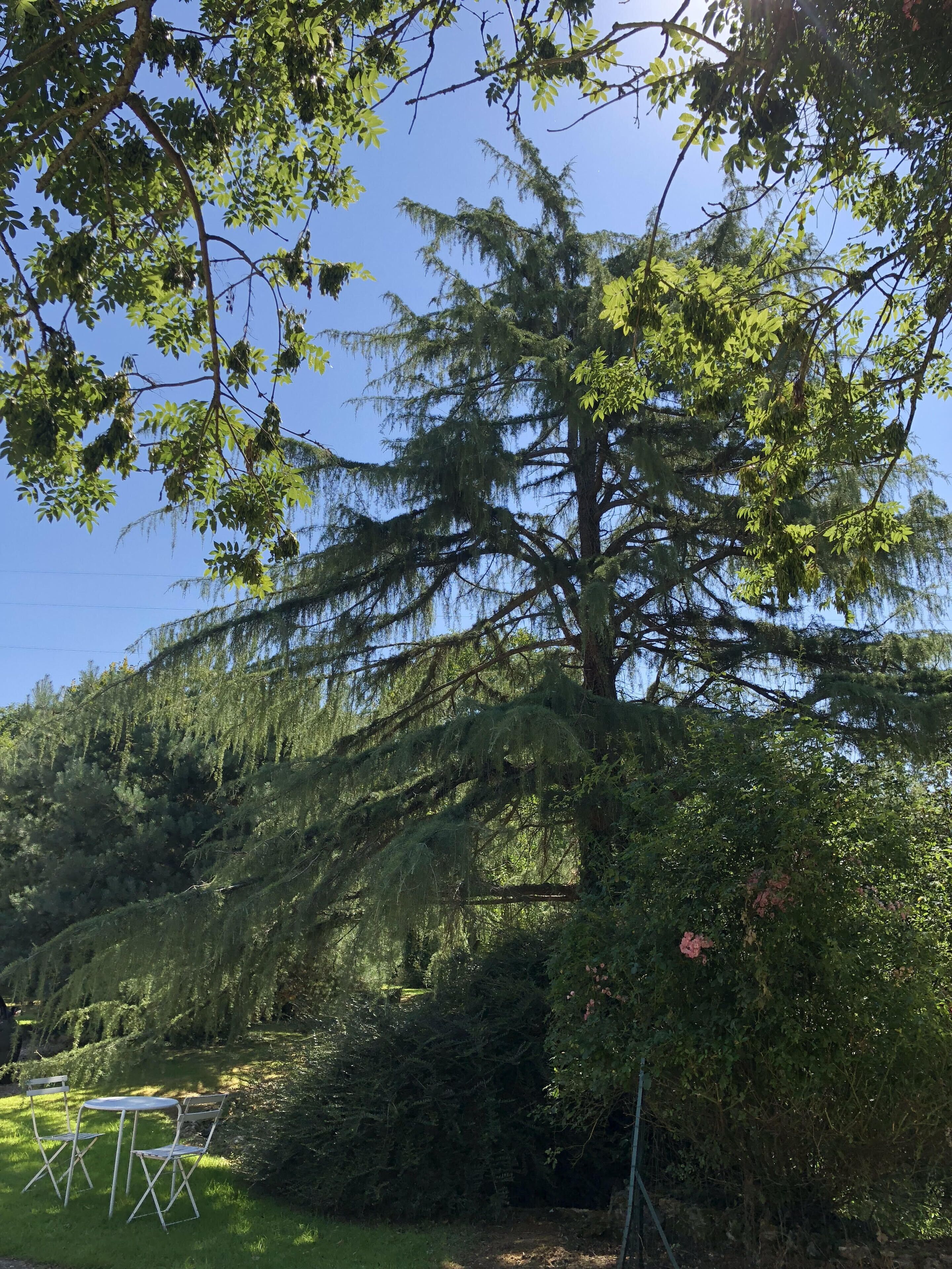 A large tree with a grassy area and a metal table and chairs in the foreground.