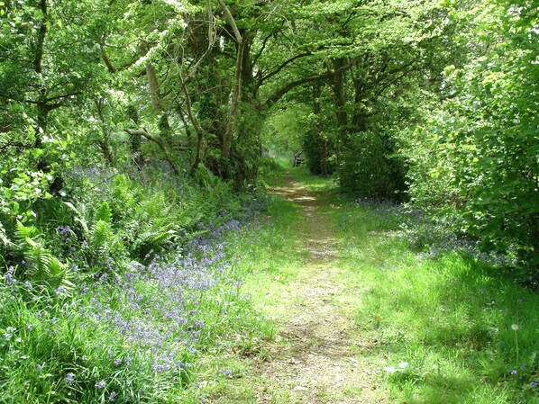 Un sentier étroit qui traverse une forêt, bordé d’une végétation luxuriante et de fleurs sauvages.