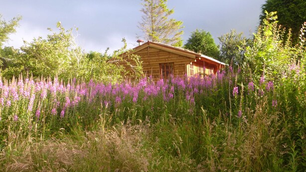 A wooden cabin surrounded by tall purple flowers and green foliage. - Holiday getaway, log burner, romantic retreat (Blaenffos, Boncath)