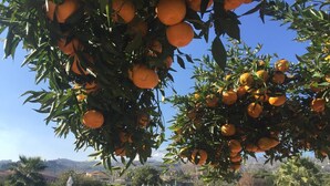 Una piscina circondata da vegetazione rigogliosa e alberi d'arancio.