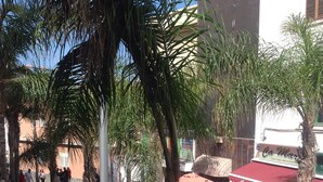 An outdoor seating area with palm trees, a café, and a street vendor.
