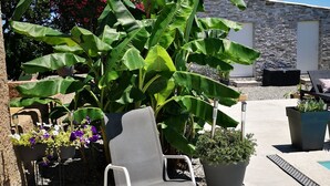 Un espace patio avec une chaise, des plantes en pot et un bâtiment en pierre en arrière-plan.