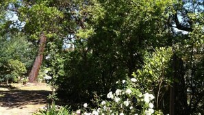 Un giardino con diversi alberi e piante, tra cui un pino ben visibile e un cespuglio fiorito.