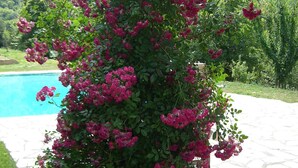 A garden with a flowering bush and a stone patio. - Villa on Chianti hill in heart of Tuscany, super-large pool, 14 ha plot (Gaiole in Chianti, Prov. Siena, Toscana)