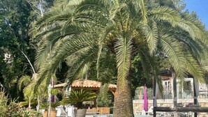 Una palma in un giardino con piscina e poltrone da relax.
