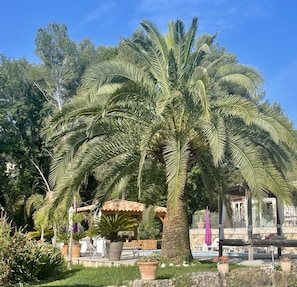 Una palmera en un jardín con piscina y sillones de descanso.