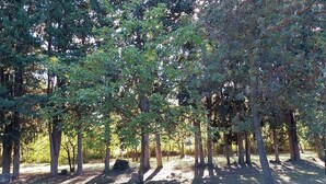 A forested area with trees and a gravel path. - Shed the heart of Provence (Saint-Rémy-De-Provence)