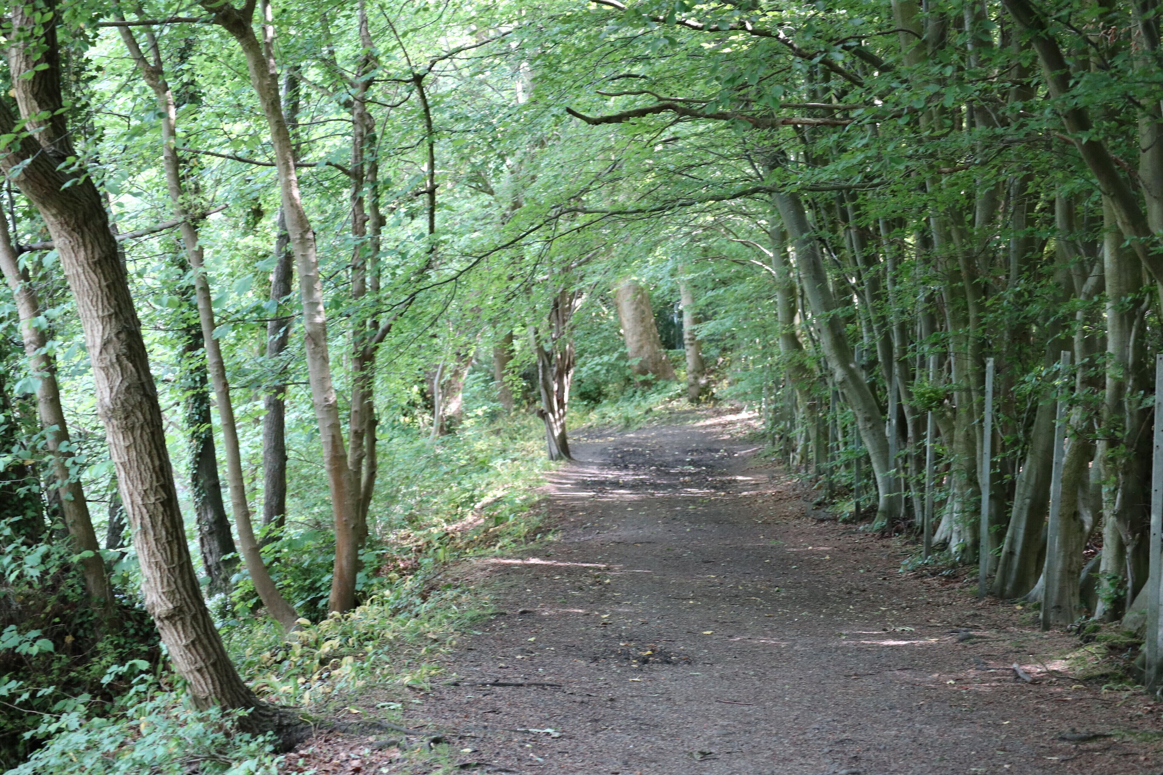 A forest path surrounded by tall trees.