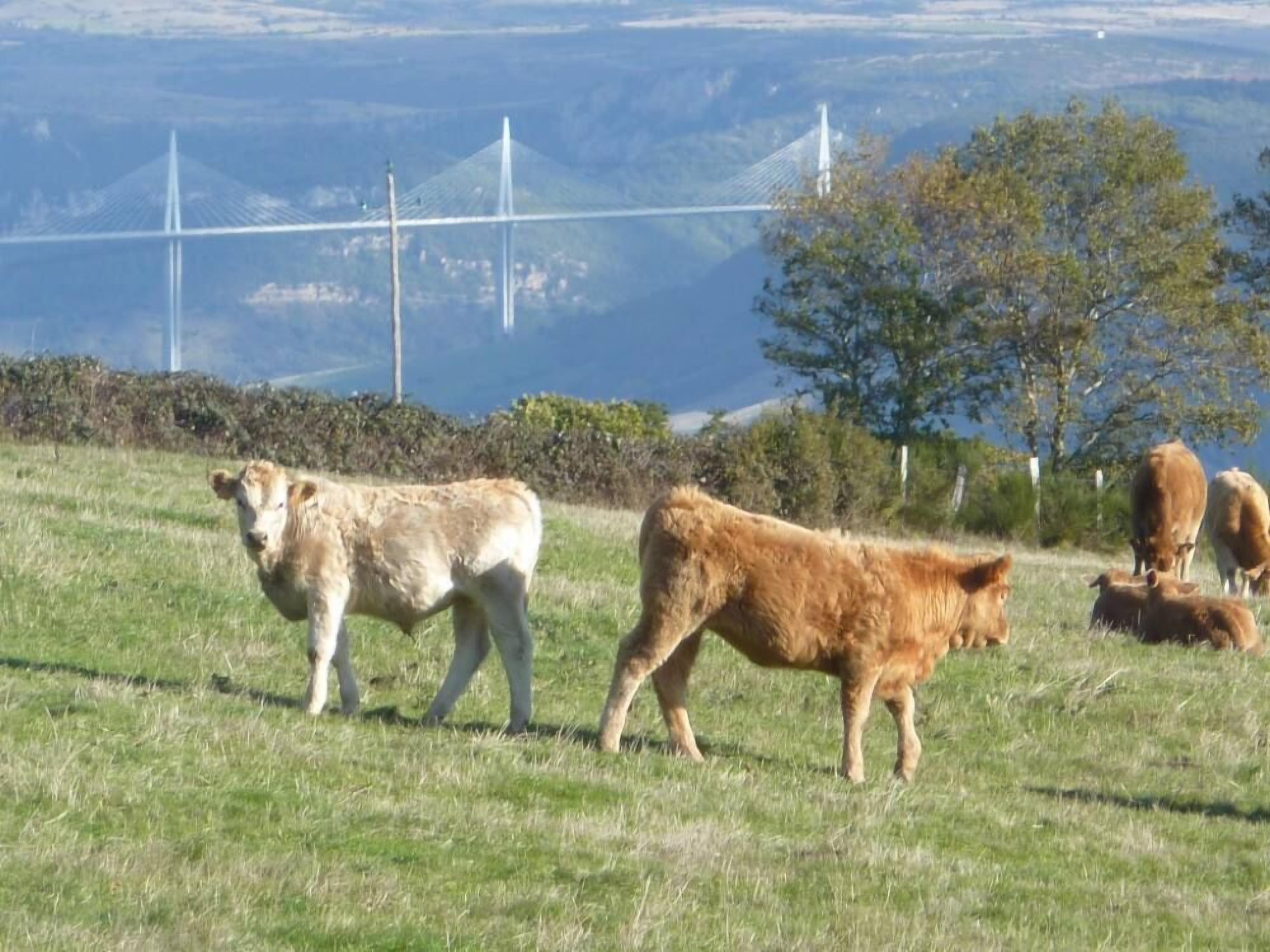Un champ verdoyant avec des vaches et un pont en arrière-plan.