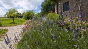 En bygning i sten med et vindue og en have med forskellige blomster.