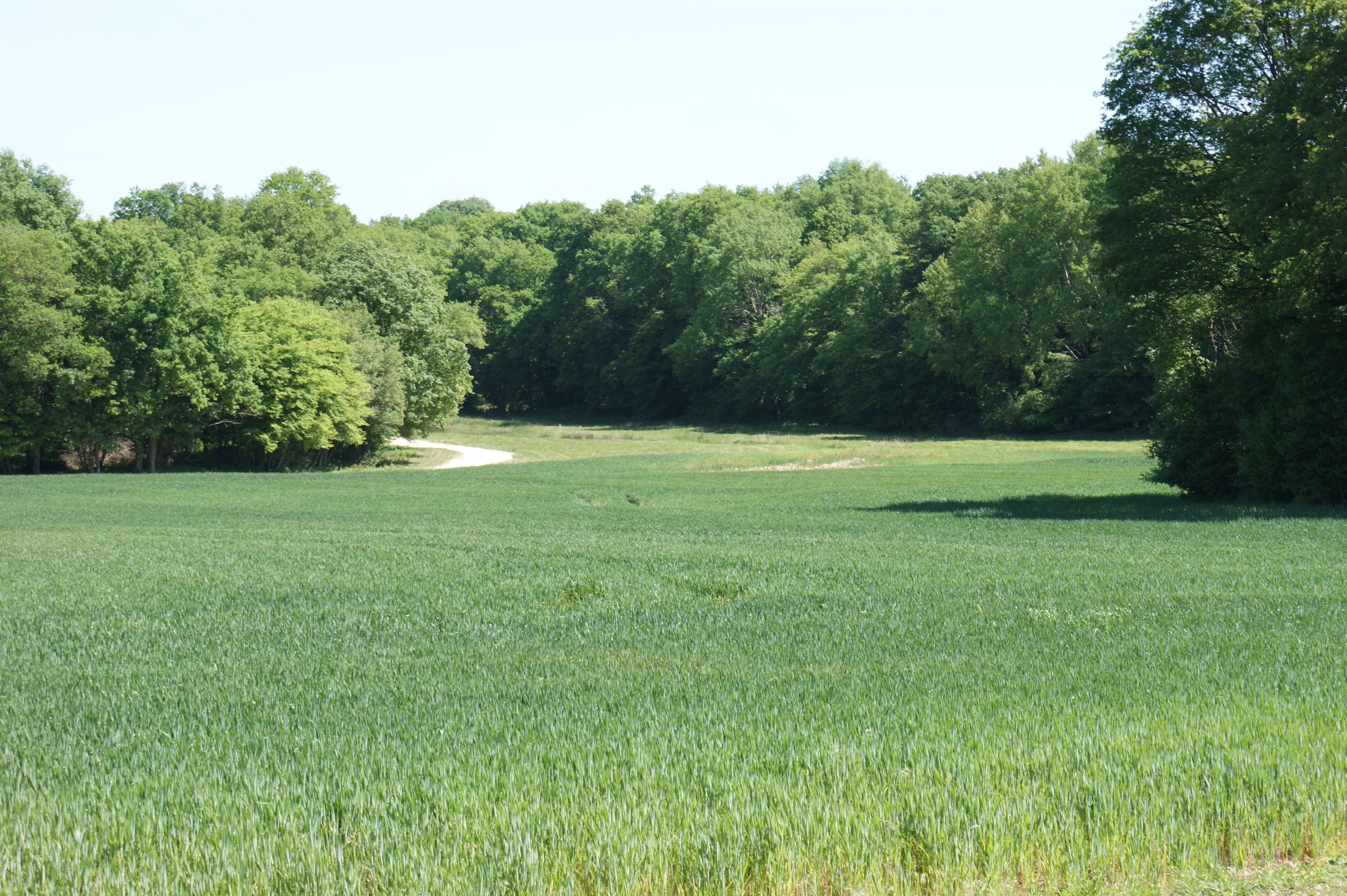 A field with a dirt path leading to a wooded area.