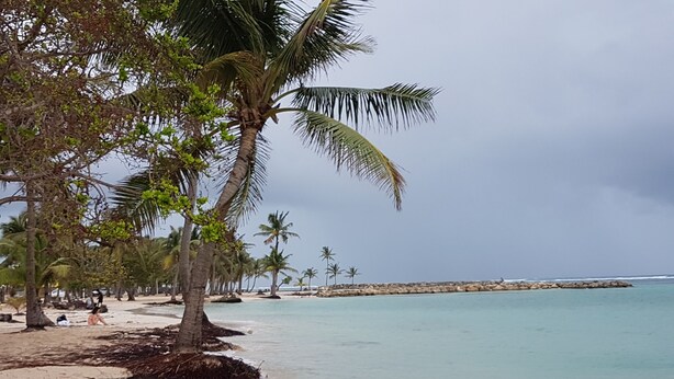 A beach with palm trees, a rocky breakwater, and calm water. - Family villa Koris Coquillages - swimming pool - near Sainte-Anne beaches  (Sainte Anne)