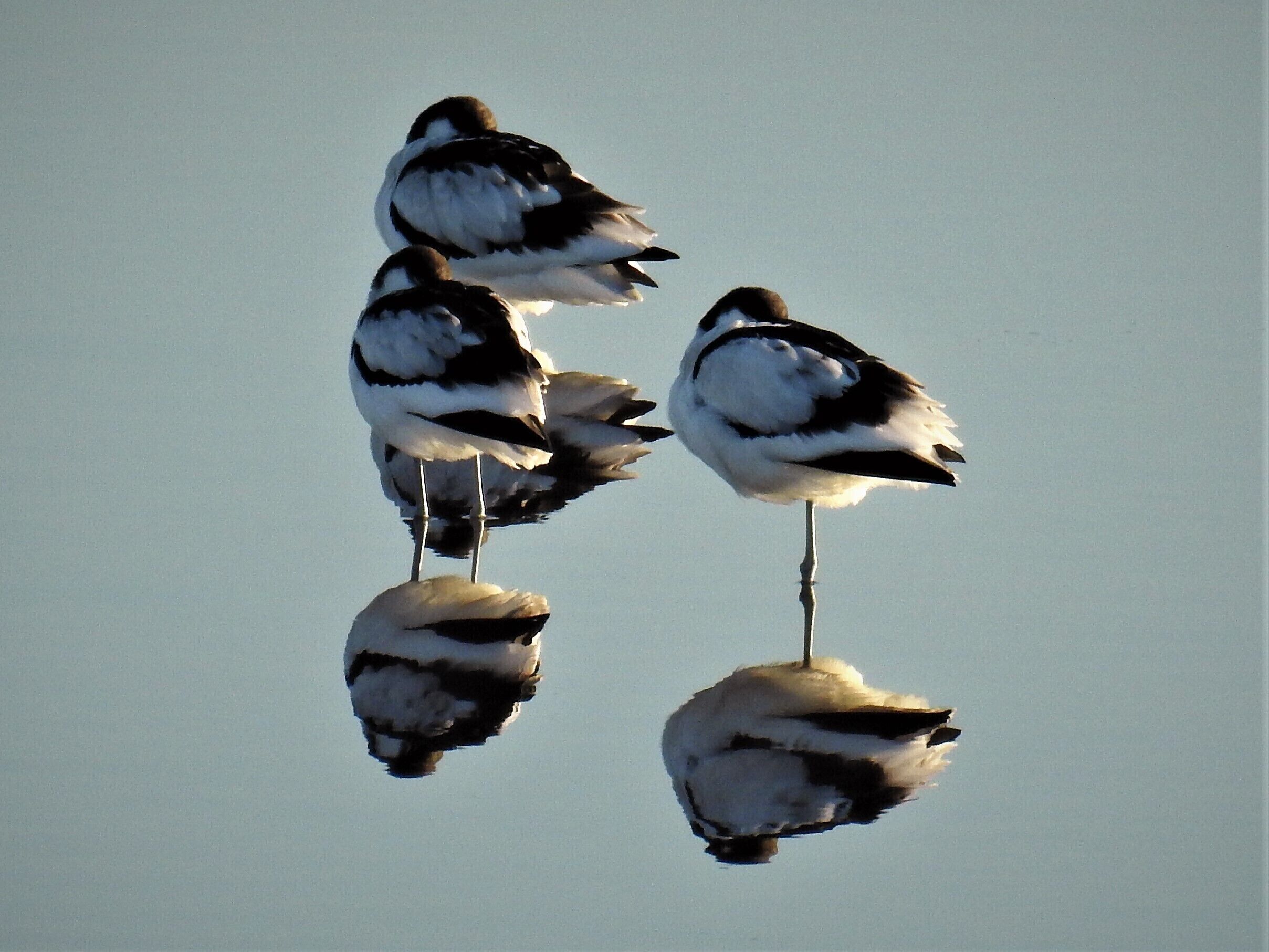 Vier Vögel auf einer spiegelnden Fläche, im Hintergrund ein klarer Himmel.