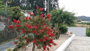 A garden with a red flowering plant and a white wall.