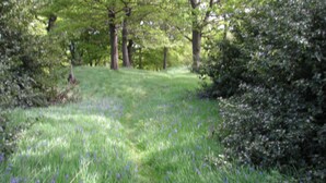Een begroeide pad met bomen en struiken.