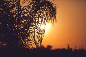 Atardecer con siluetas de palmeras y el perfil distante de una ciudad.