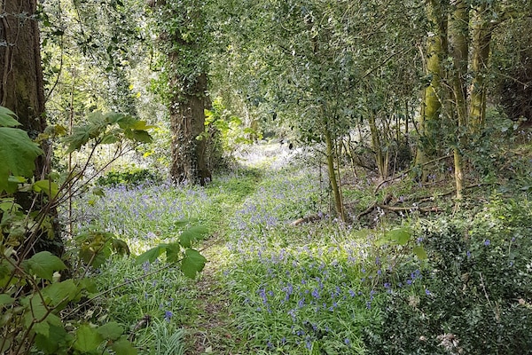 A beautiful walk through our shrubbery