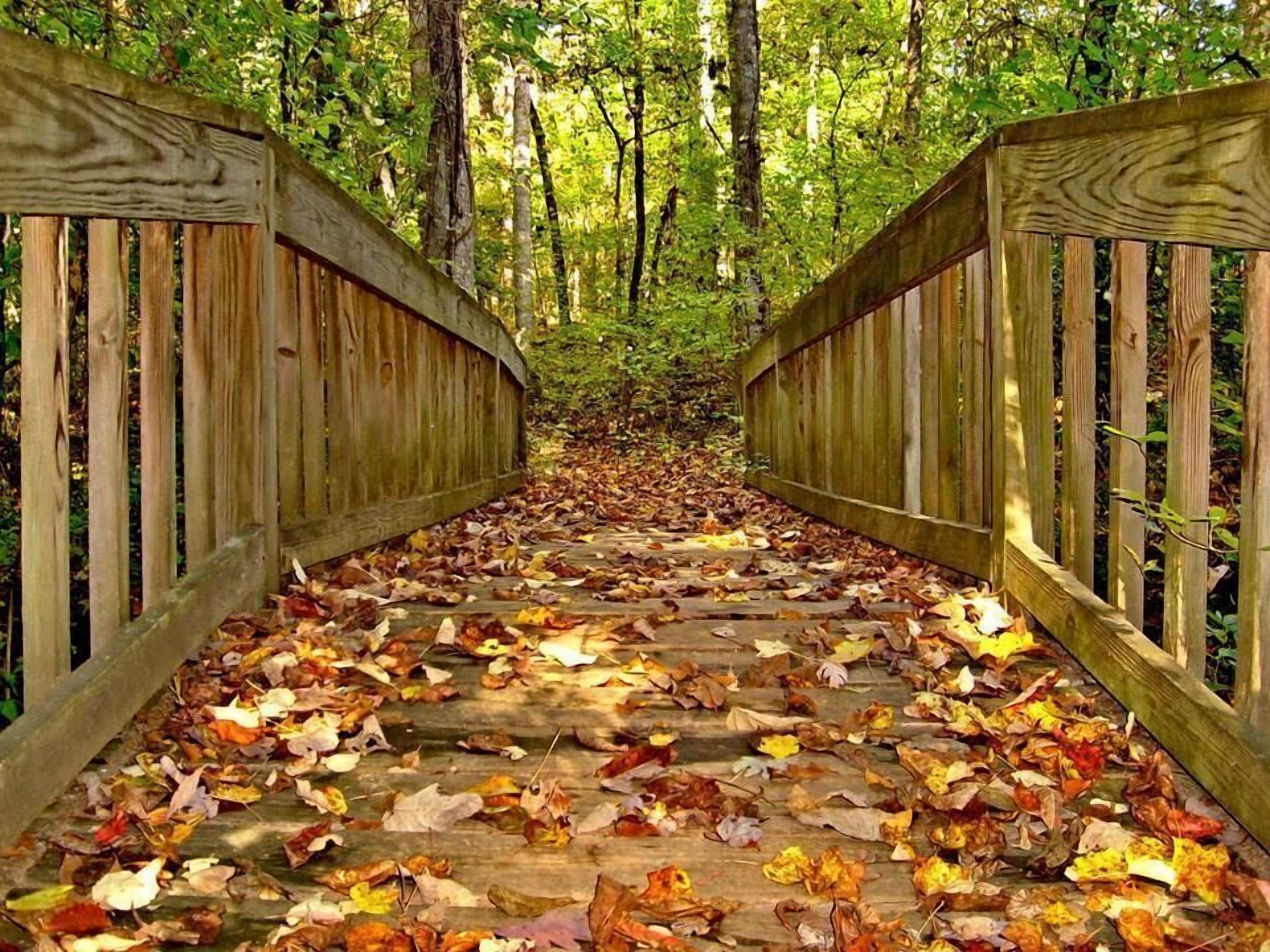 A wooden bridge covered in fallen leaves, surrounded by trees.