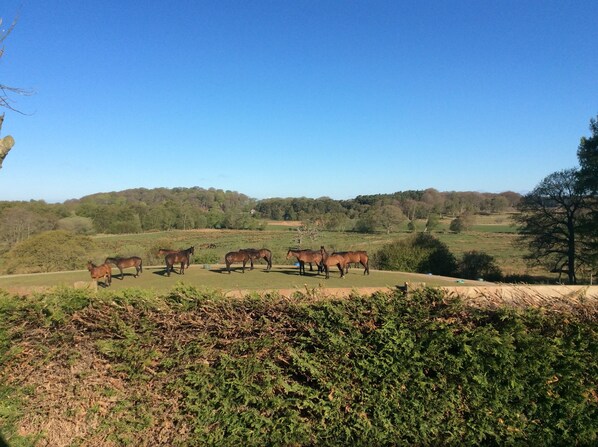 Un grupo de caballos pastando en un campo cubierto de hierba, con árboles y colinas al fondo.