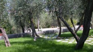 A garden with olive trees and a stone pathway.