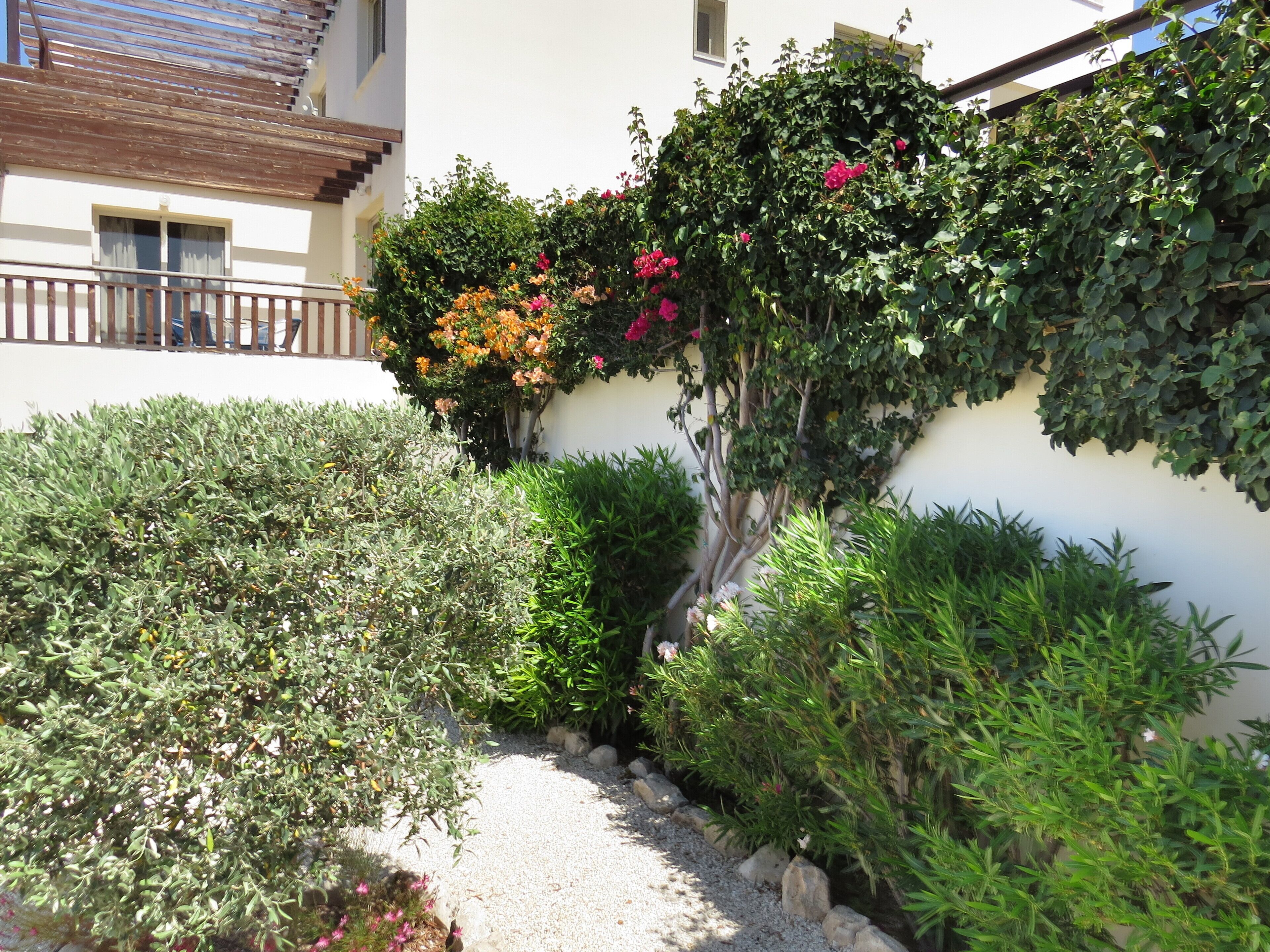 A garden pathway surrounded by various shrubs and flowering plants.