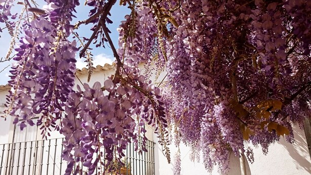 A white building with a balcony and purple wisteria vines hanging over the railing. - House with garden in Óbidos Castle (Óbidos)