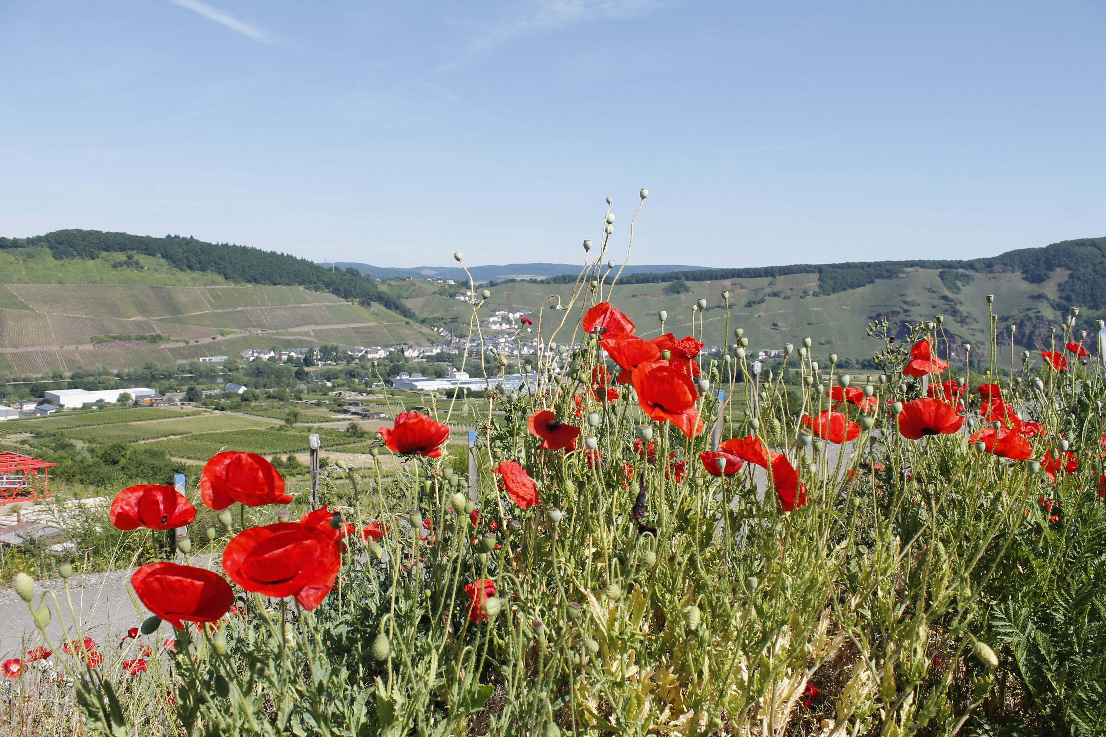Ein rotes Mohnfeld mit Blick auf eine Stadt im Hintergrund.