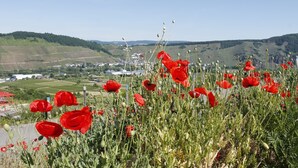 A field of red poppies with a view of a town in the background. - Spacious vacation home with Moselle view, 8 pers., 3 bathrooms, free of charge. Public transport ticket (Ürzig)