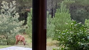 Vista desde una ventana sobre un área boscosa donde pasta un ciervo.