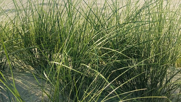 A beach with tall grass in the foreground and a clear sky in the background. - Quiet upper apartment in the middle of Norddeich for 4 people + baby (Norden)