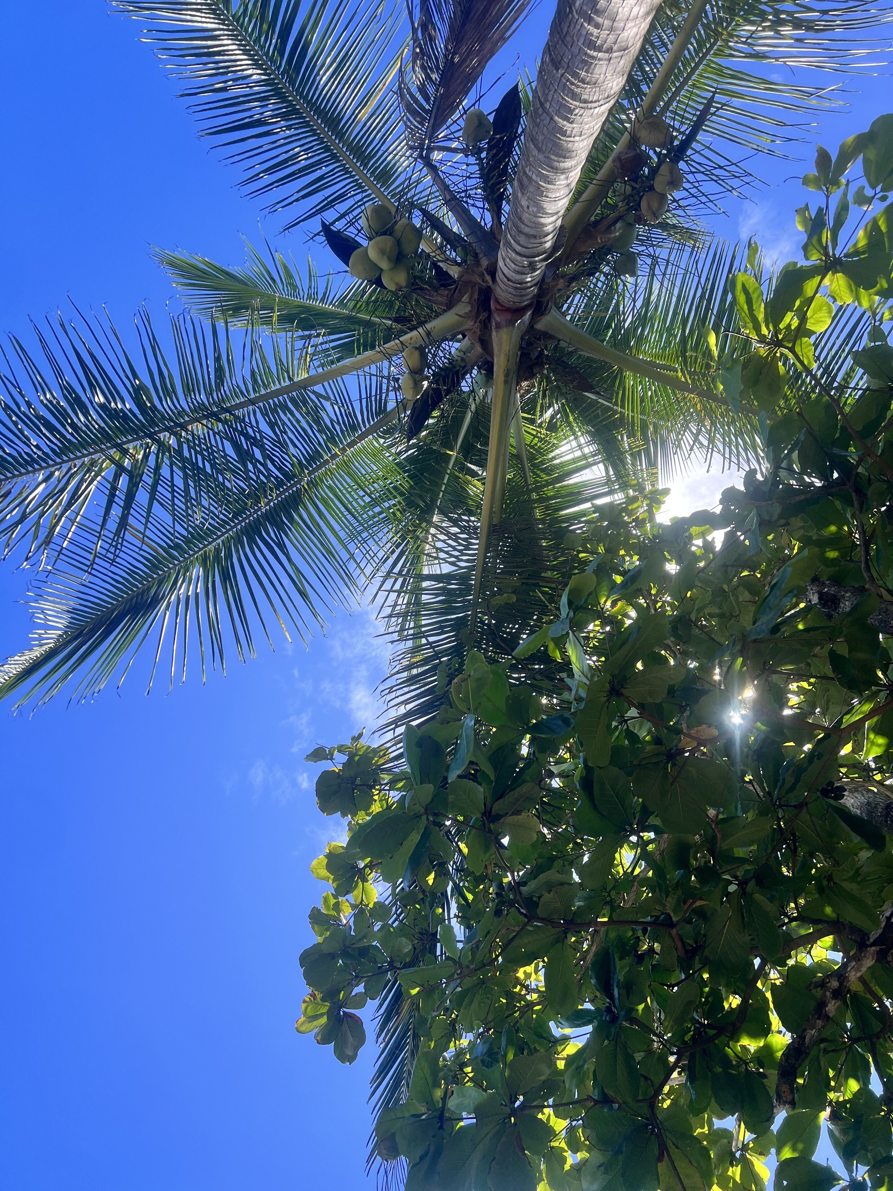 A palm tree with coconuts against a clear blue sky.