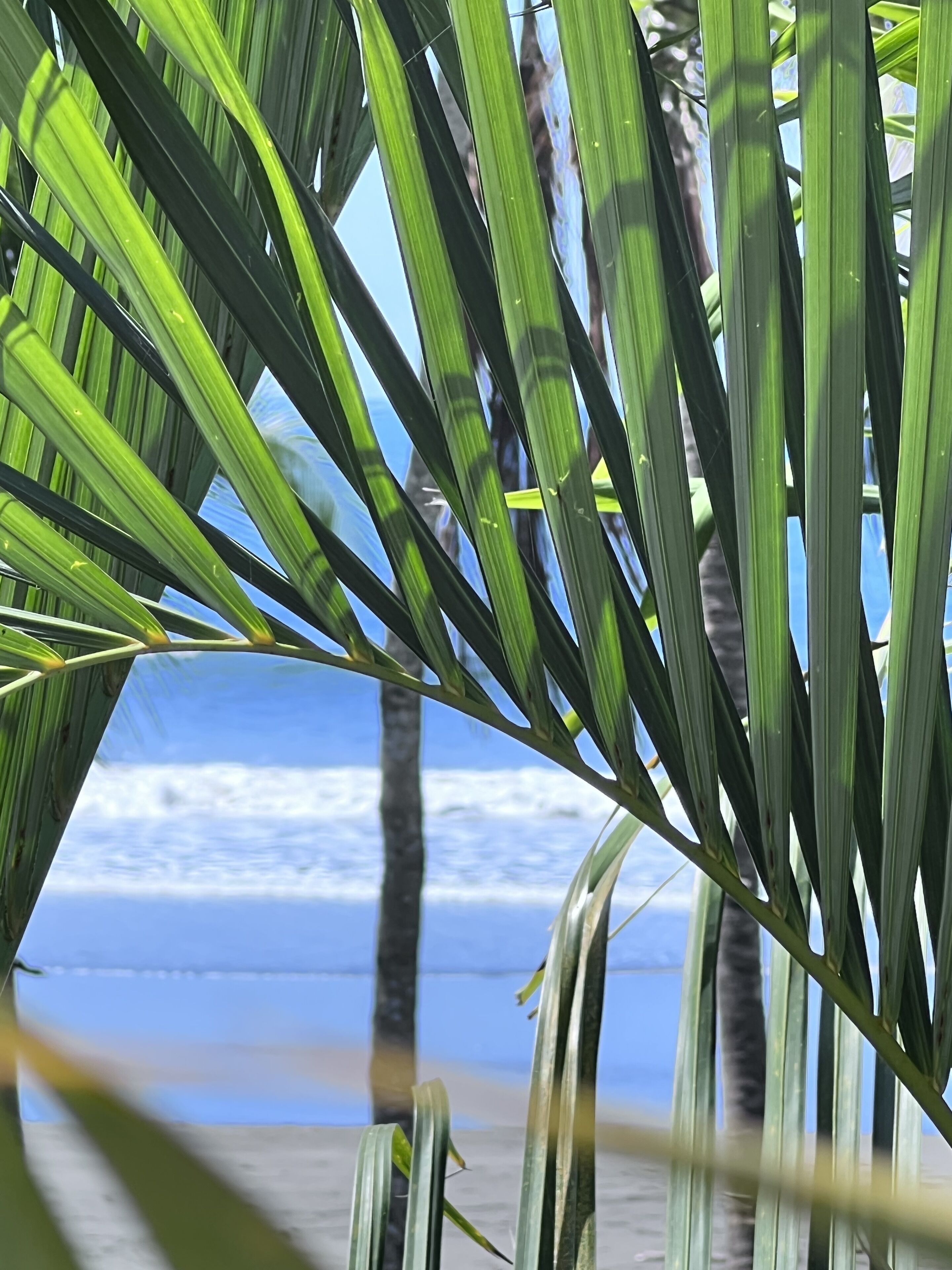 Een detail van palmbladeren, met een strand en oceaan op de achtergrond.