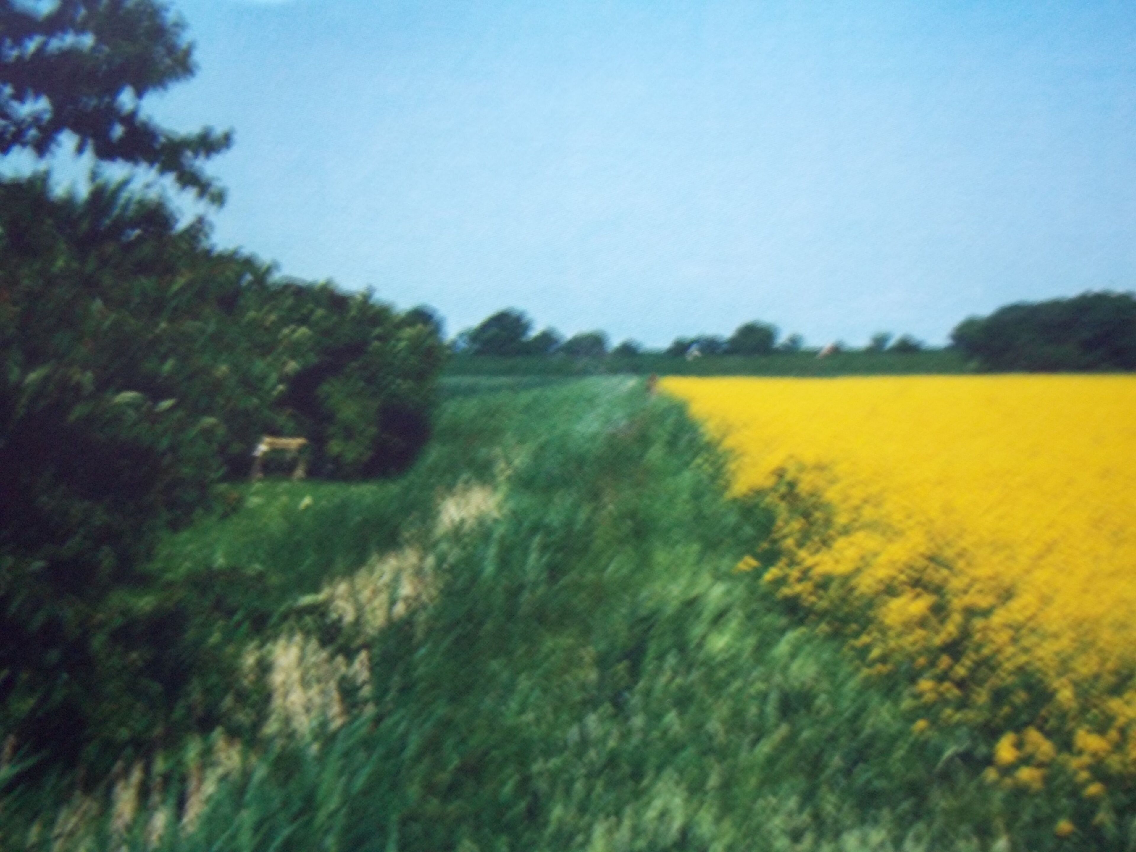 Un champ de fleurs jaunes, avec un feuillage verdoyant et des arbres en arrière-plan.