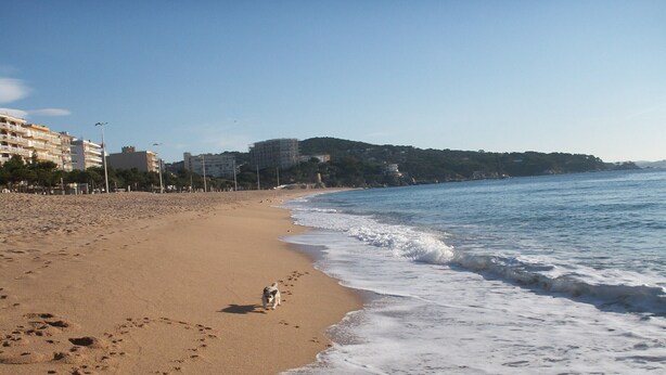 A beach with a dog walking along the shore, buildings in the background, and waves crashing onto the sand.