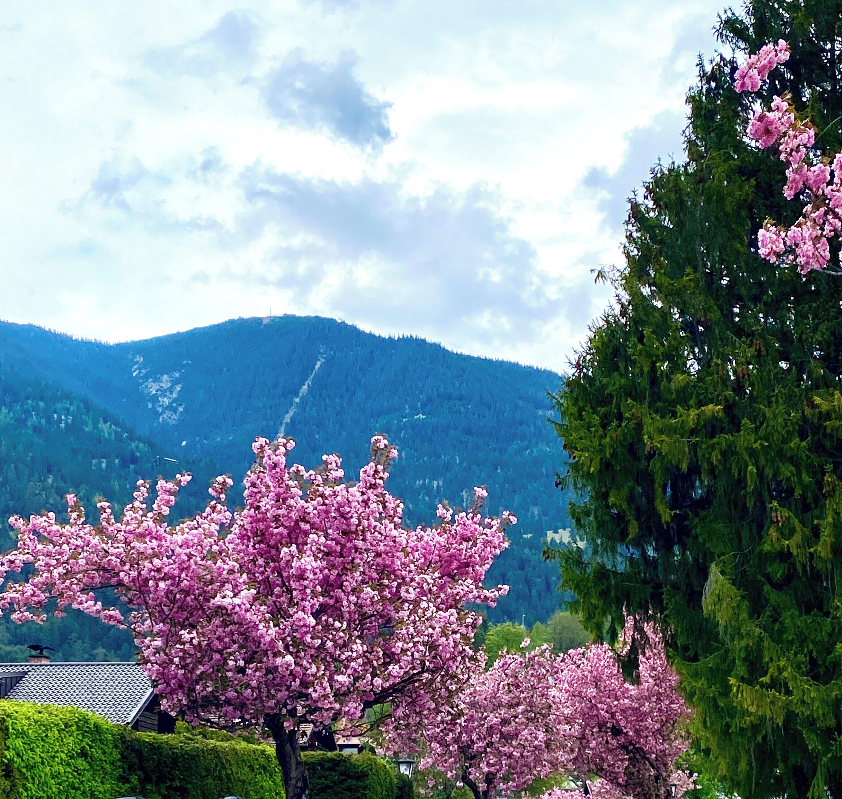 Eine Landschaft mit Bergen, Kirschblüten und einem traditionellen Gebäude.