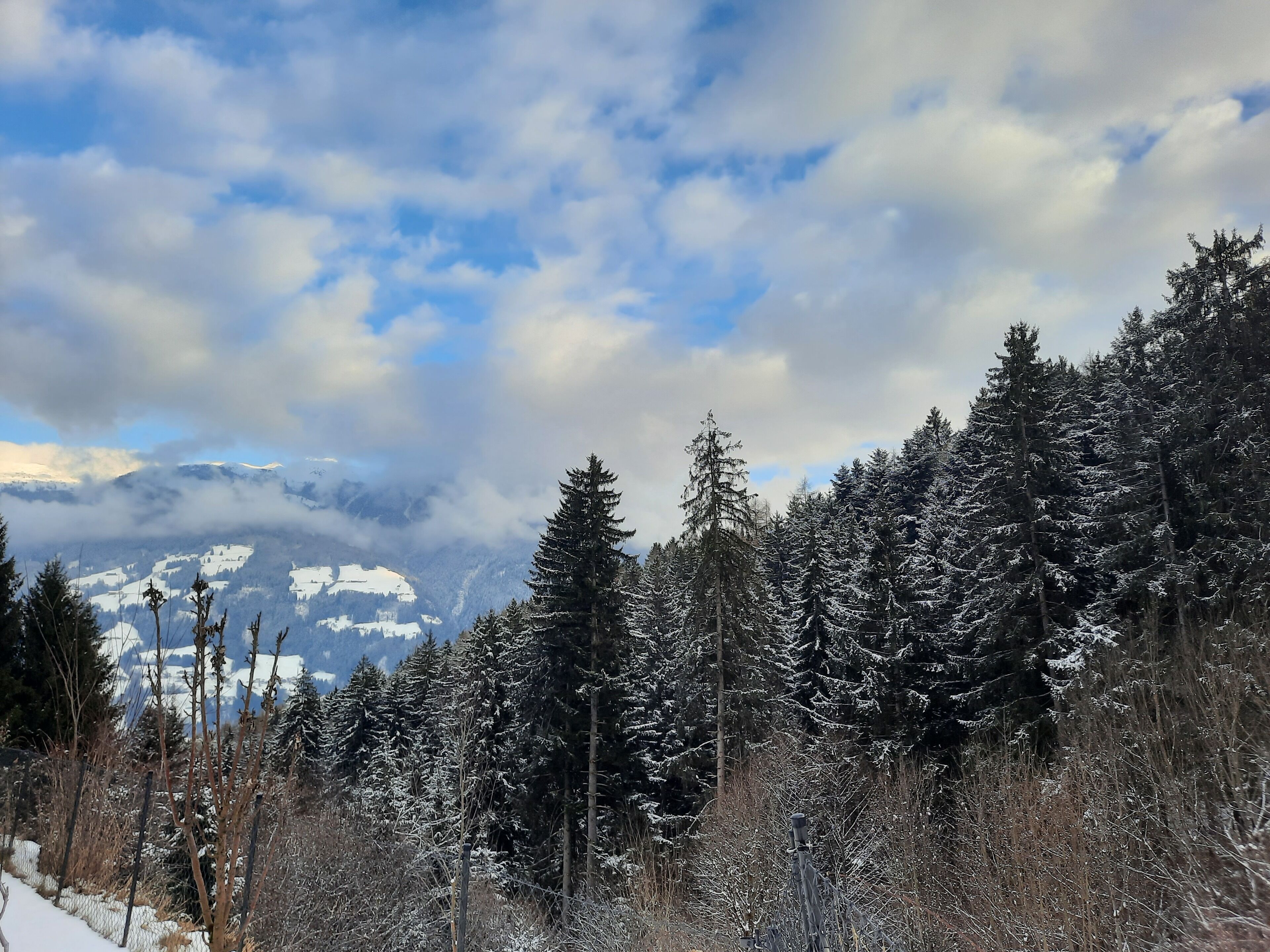 A snowy forest with tall evergreen trees and a mountain range in the background.