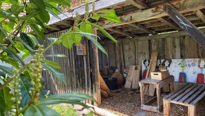 A rustic wooden structure with a slanted roof, surrounded by wooden planks and a wooden bench. - Historic Burggen vicarage with large garden, near Neuschwanstein Castle (Burggen)
