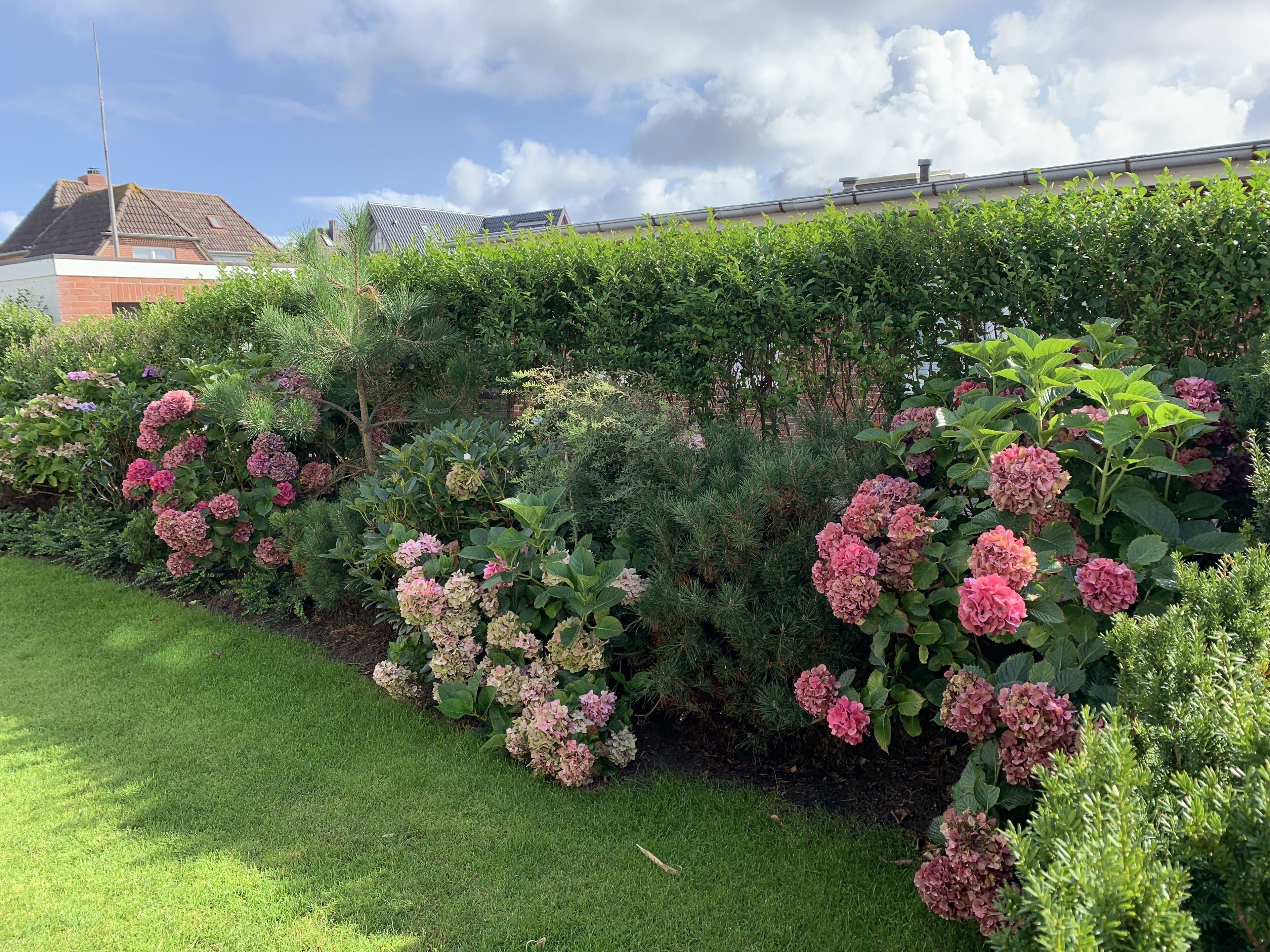 Een tuin met hortensiakruiken en een verzorgd gazon.