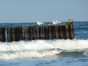 In StrandnĂ€he, LiegestĂŒhle