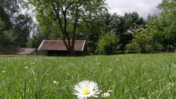 Un prato erboso con un singolo fiore bianco e un edificio a tetti spioventi sullo sfondo.