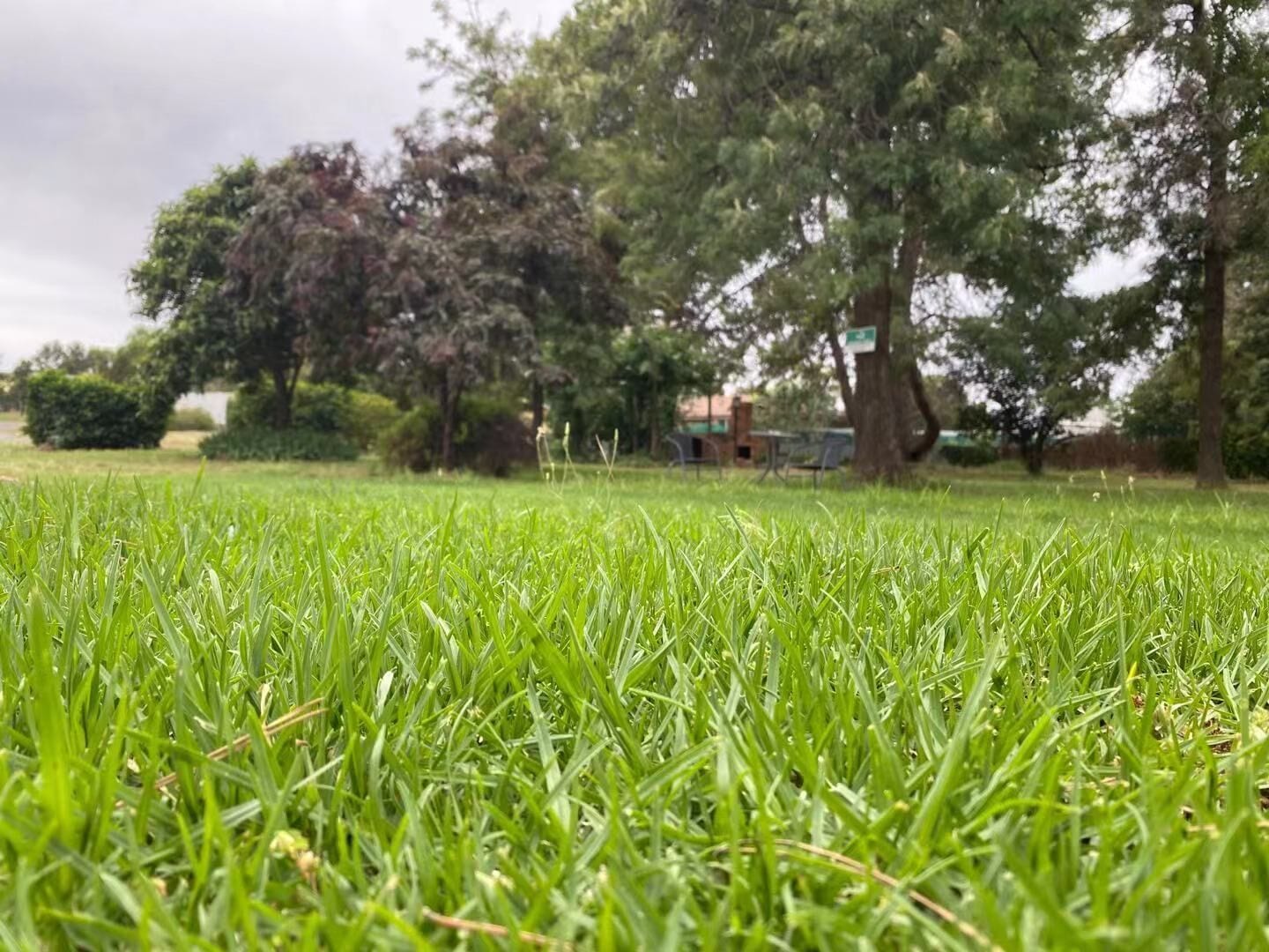 A grassy field with trees and a building in the background.