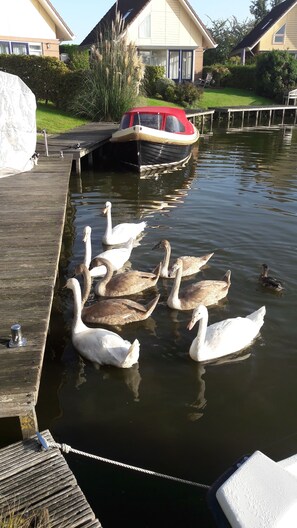 Eine Anlegestelle mit Schwänen und einem Boot im Hintergrund.