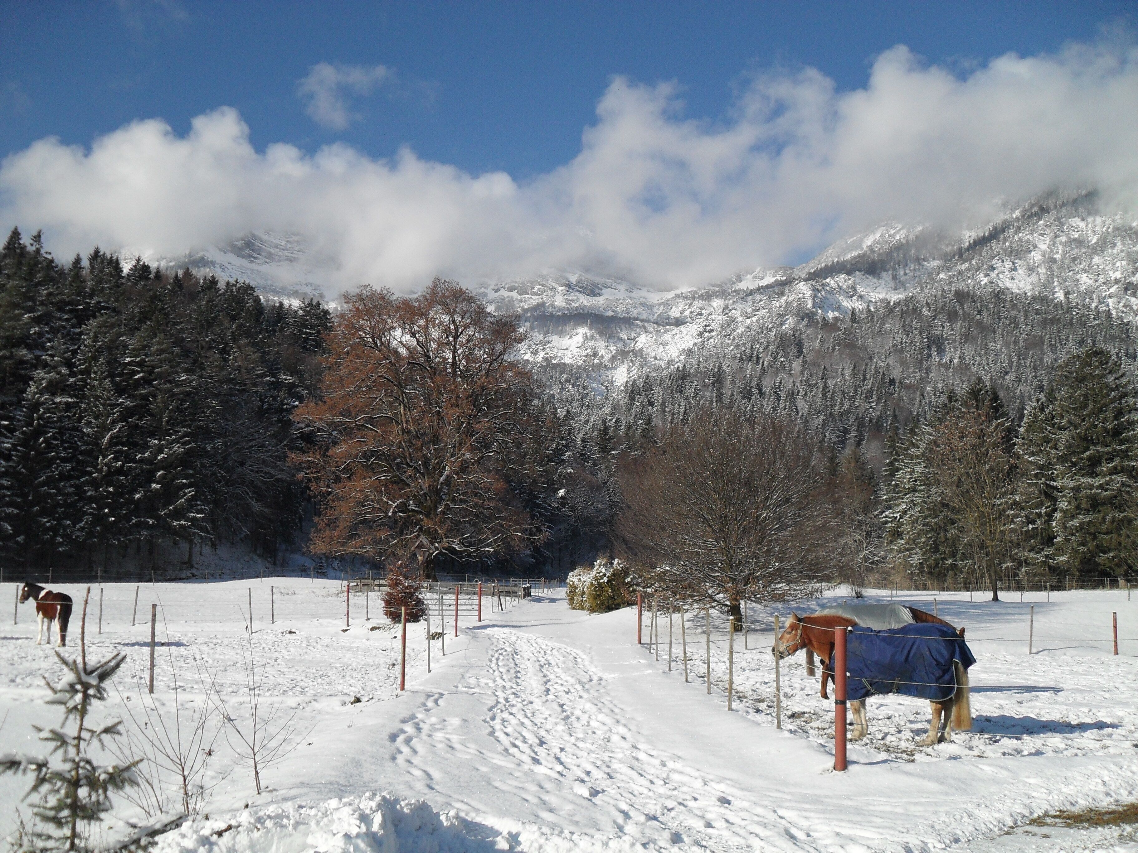 A snowy landscape with a horse stable, a fenced area, and snow-covered mountains in the background.