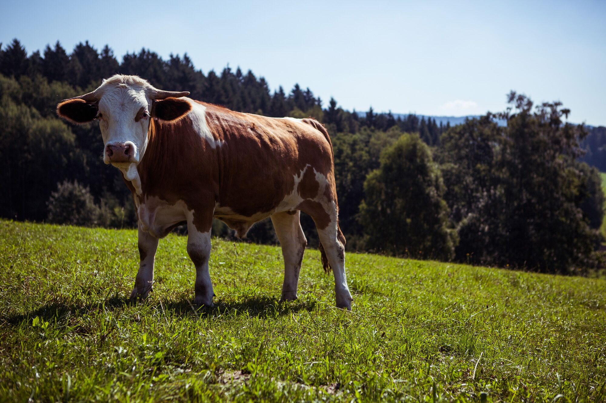 Une vache se tient dans un champ herbeux, avec une forêt en arrière-plan.