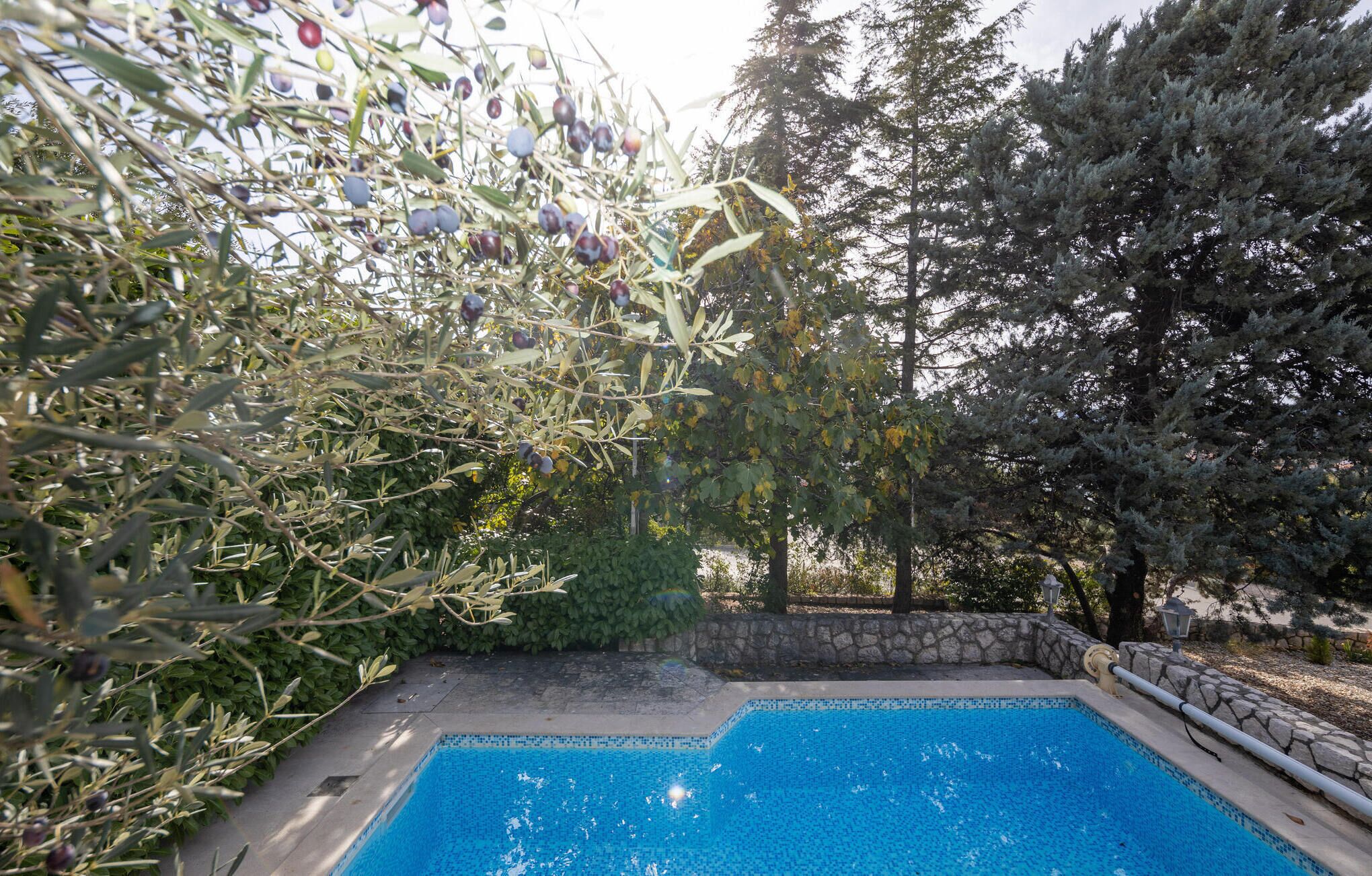 A swimming pool surrounded by olive trees and a stone wall.