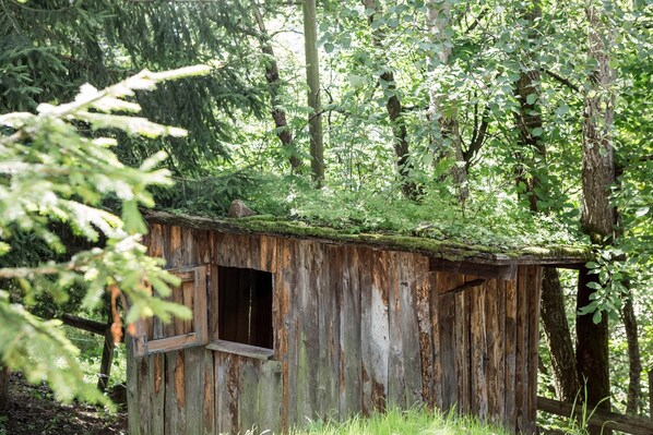 A rustic wooden cabin with a moss-covered roof, surrounded by dense forest.