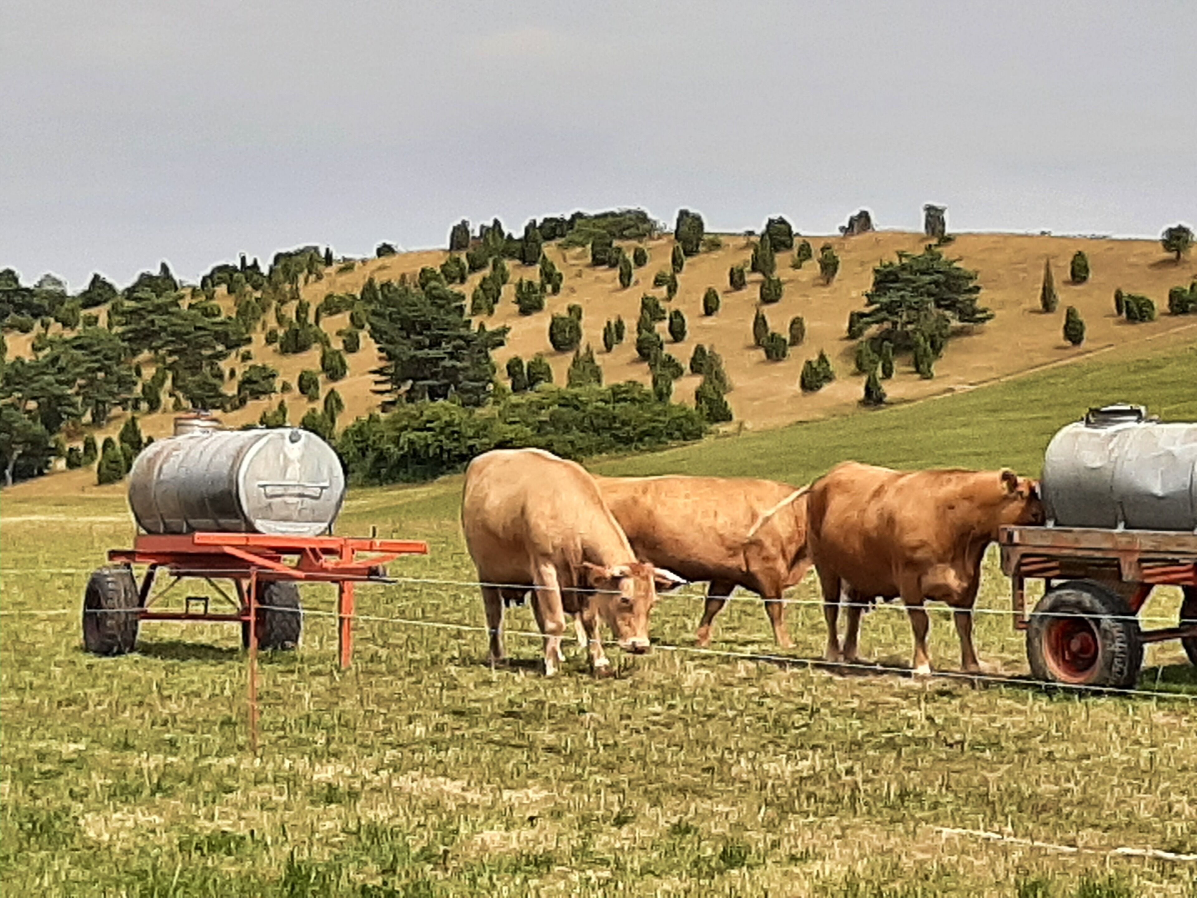 A rural landscape with cows grazing, a trailer with water tanks, and a hilly background with trees.