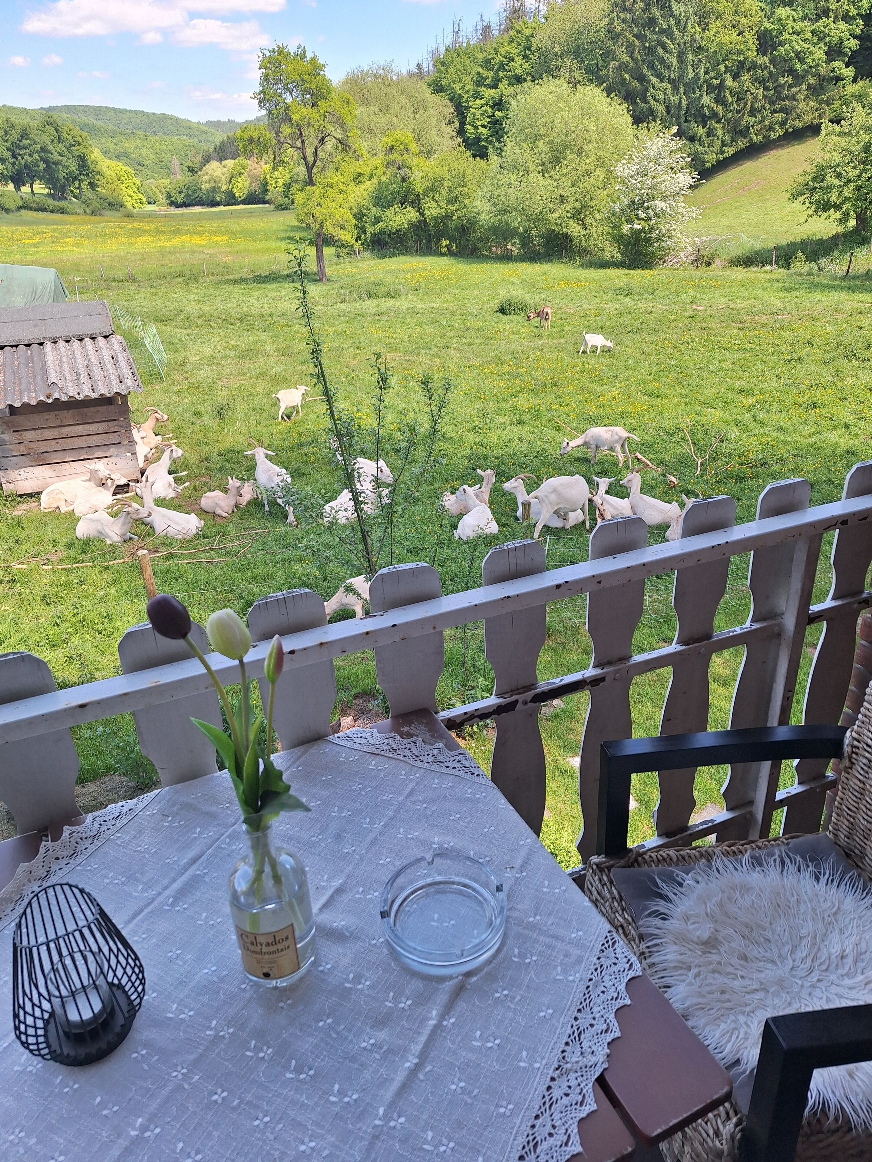 Lieblingsort unserer Stammgäste: der Balkon Hochoparterre zum Verweilen 